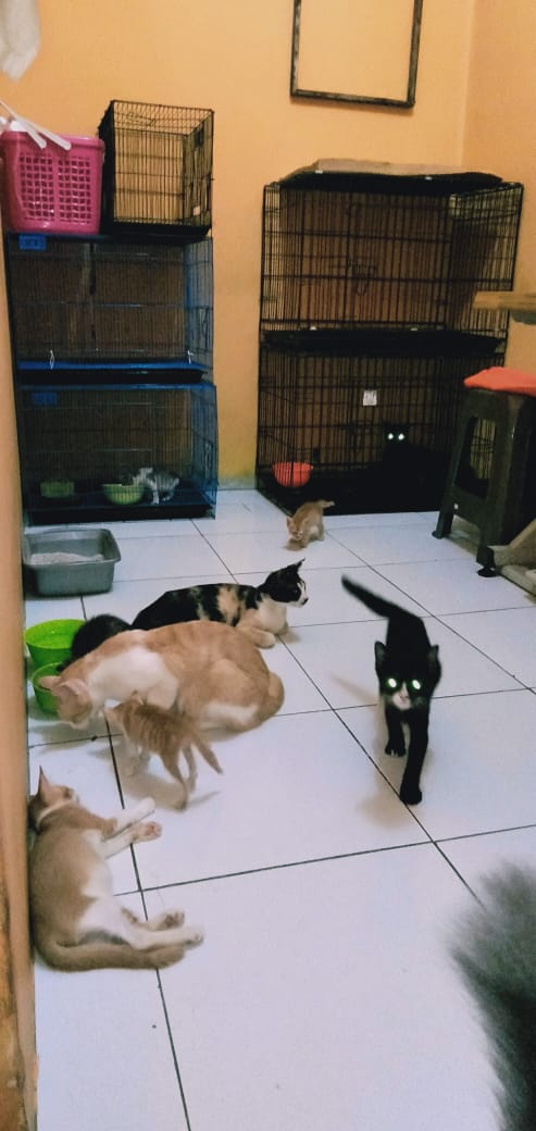 benihbaik_2020-10-02_0109229b21c9f231e39a2af645321ebfdfc2f141_jpeg