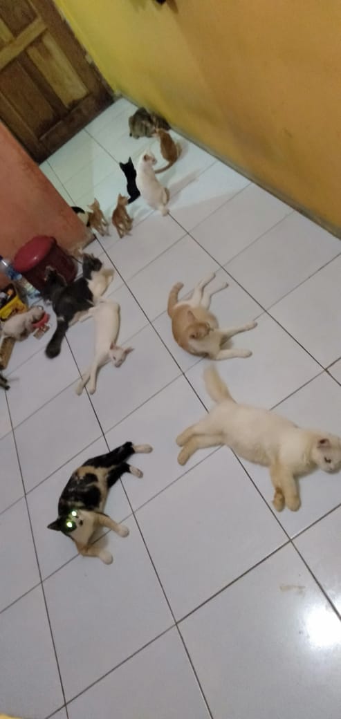 benihbaik_2020-10-02_2b59e3af8dc598074a01fa3140f34a354c1ca74e_jpeg