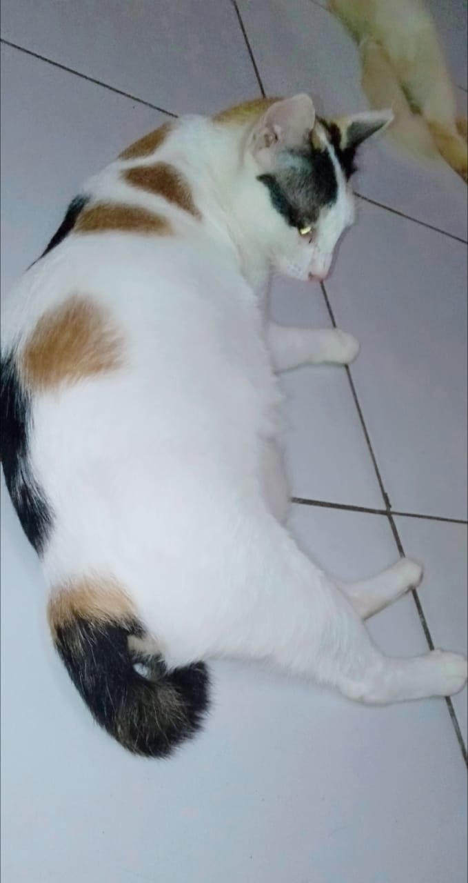 benihbaik_2020-10-02_2f0130772e64ac66c03b3a86bf842acd6f75f8df_jpeg