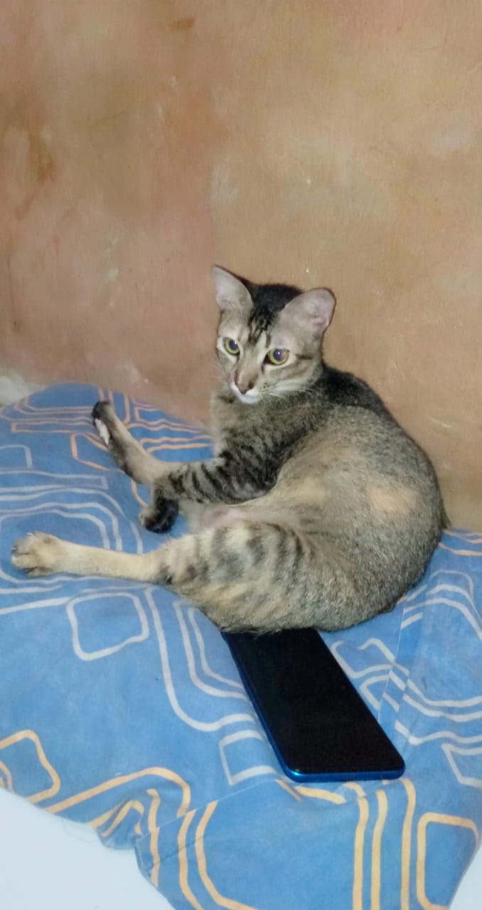 benihbaik_2020-10-02_8b75c78675bb4779f2de4d912a69f28d2168cd24_jpeg