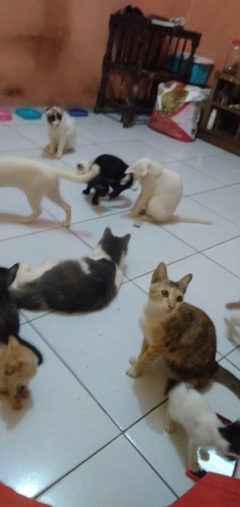 benihbaik_2020-10-02_f6e1c7ffca403fb548d51f2497c181a06fd7e900_jpeg