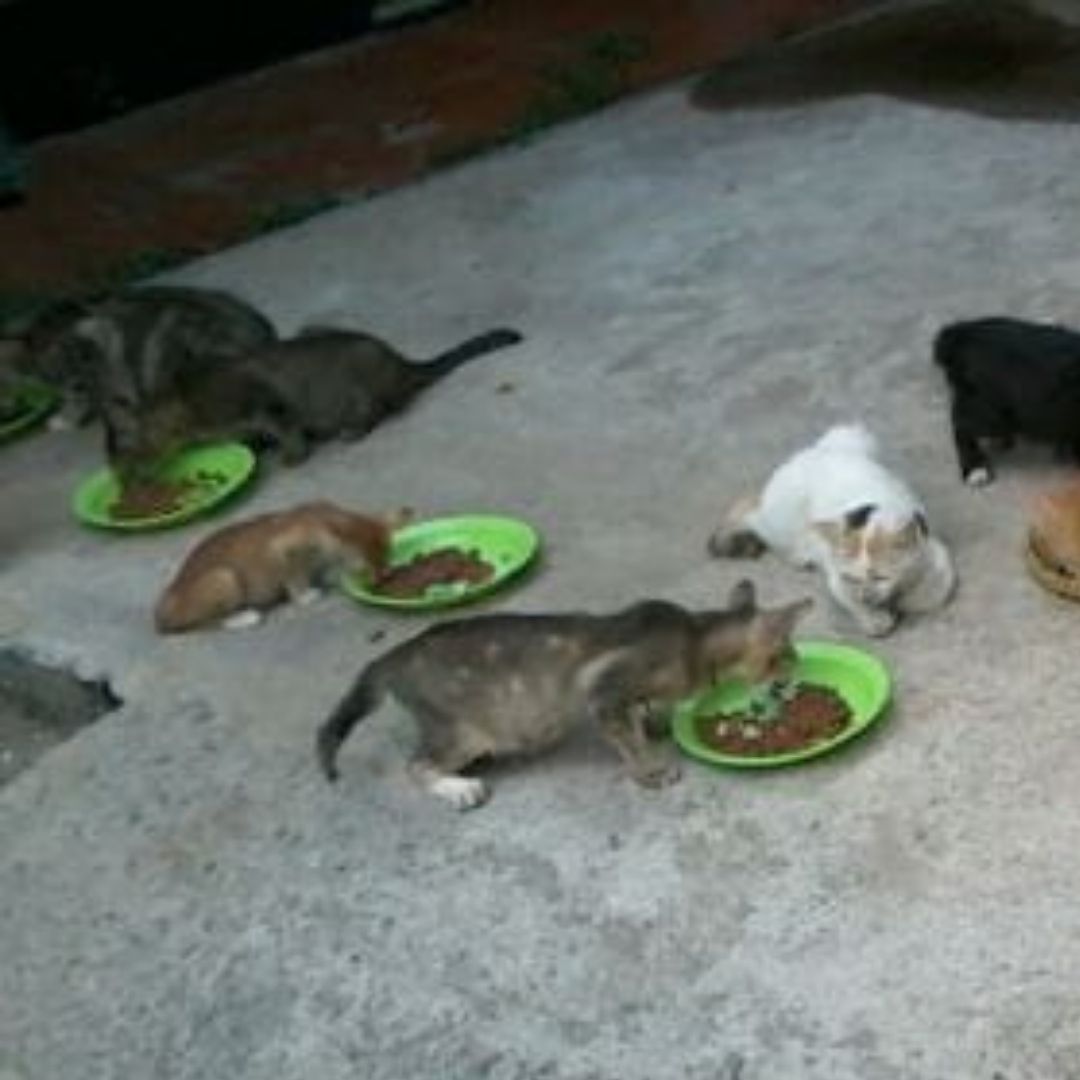 benihbaik_2020-10-19_7b517df1fe44b091b838971af9b577afb484a82a_jpeg