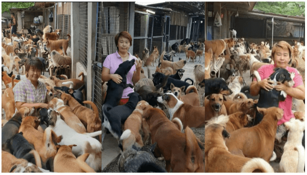 benihbaik_2020-11-17_05dbd2e2c7072a86b8263960fc4aa5f49e5d846b_png