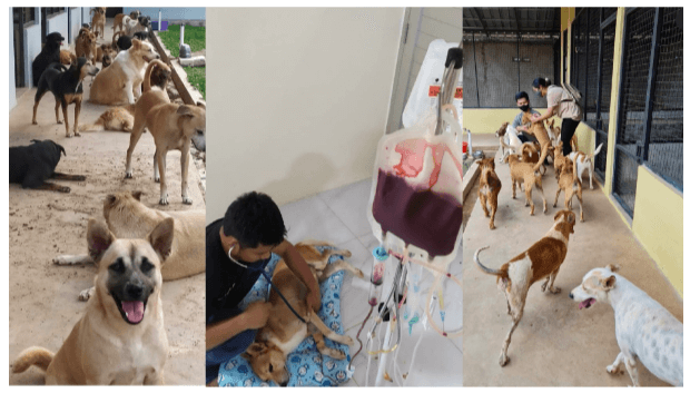 benihbaik_2020-11-17_7fa4c61806aa8e2c49c694c4ceadeaf7c21cad03_png