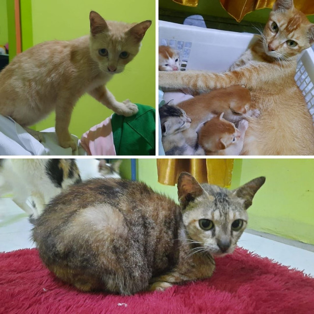 benihbaik_2020-12-15_3f40d7b5fff36fb1f0b35dea31c8be31f9425de7_jpeg