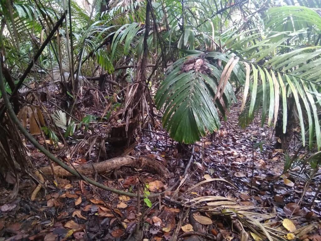 benihbaik_2020-12-20_ddc7a95fe7c8d0024a5f132439338c62904f899f_jpeg