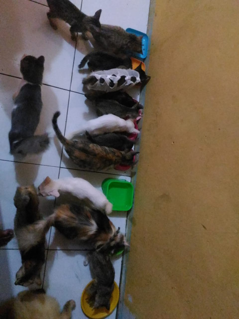 benihbaik_2020-12-23_310918705324fd518780d6b69ac06295b079567b_jpeg