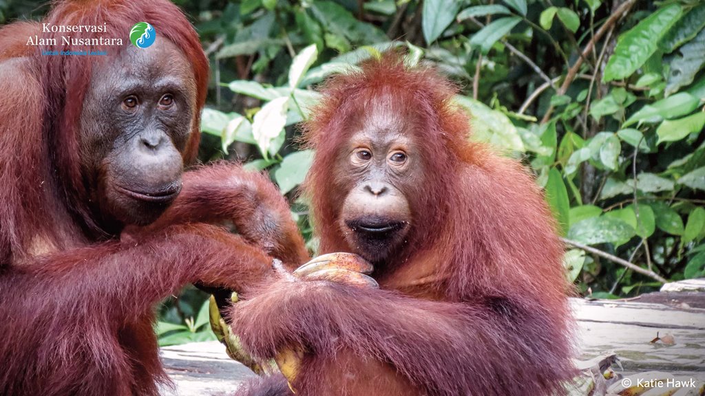 benihbaik_2021-03-03_005819e1f6f65eedf52fd4ea99a4909d52317890_jpeg