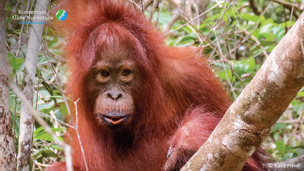 benihbaik_2021-03-03_deac22835071da965c775b6d5a0a74c3d5e5d2cb_jpeg