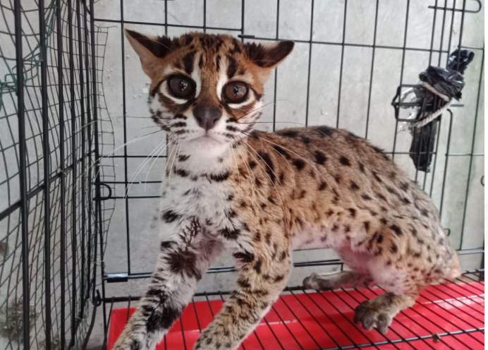 benihbaik_2021-03-15_f47dde08c7ba60c99520f085ba86a9c20e5ca9ab_jpeg