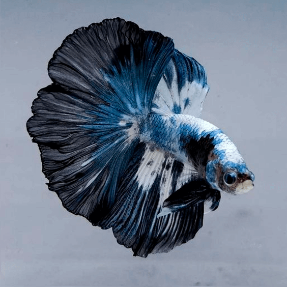 benihbaik_2021-05-03_bd6b6fc09bd92899c6e9c0db45ac260591516be3_png