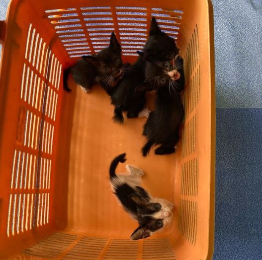 benihbaik_2021-05-28_226216d2286ed08086a841edd12585745b41cabf_jpeg