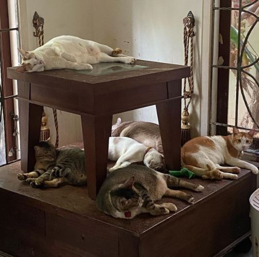 benihbaik_2021-05-28_d9213442e58f5315557aa2571ae05d754d7bdd28_jpeg