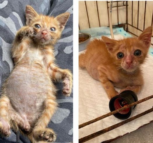 benihbaik_2021-05-28_fe5ff88d865709177d56acadb9a2db58d2580738_jpeg