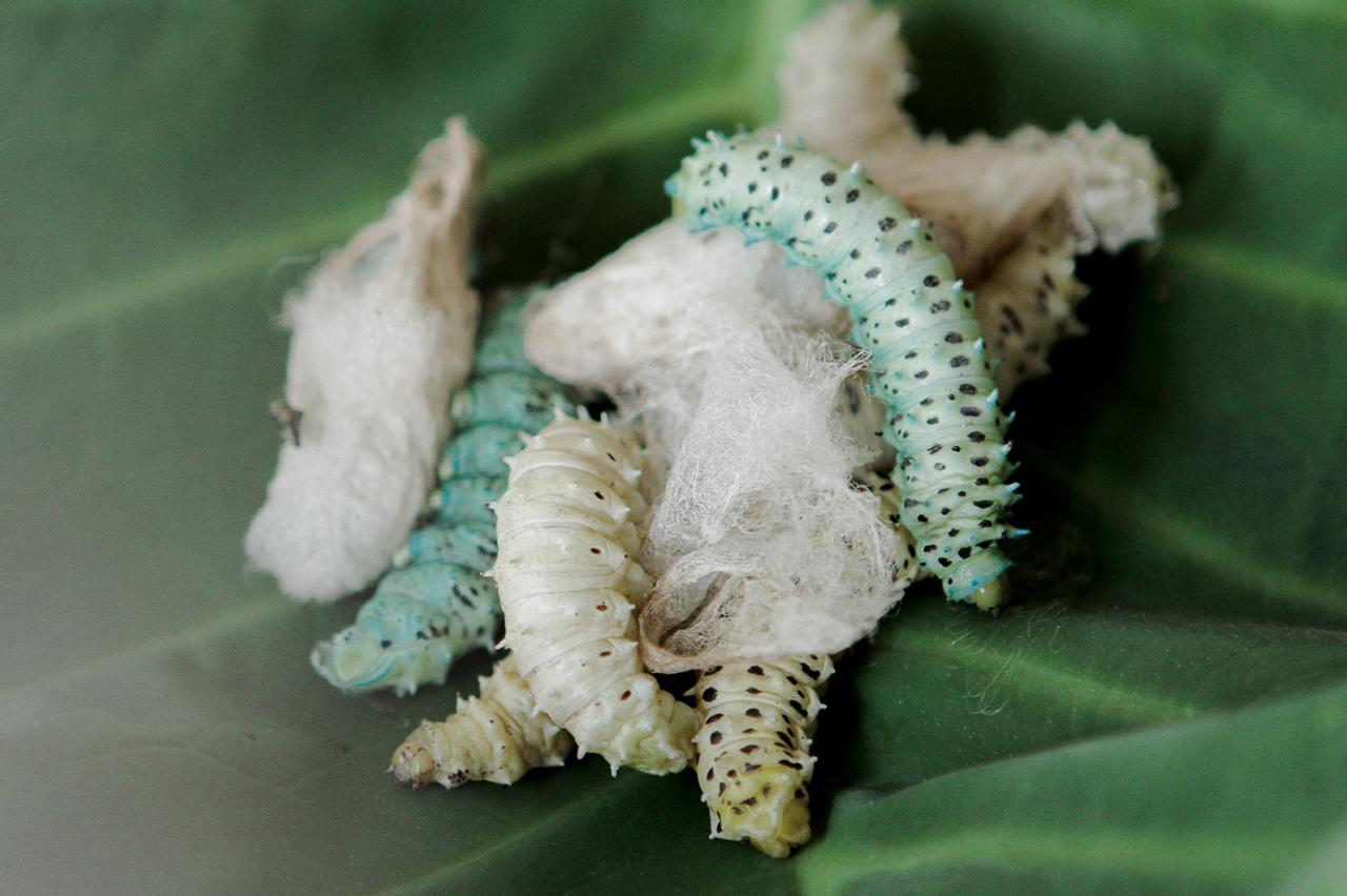 benihbaik_2021-06-13_d63b5b3a7422551aa910abdd07c3d3f1e44033c6_jpeg