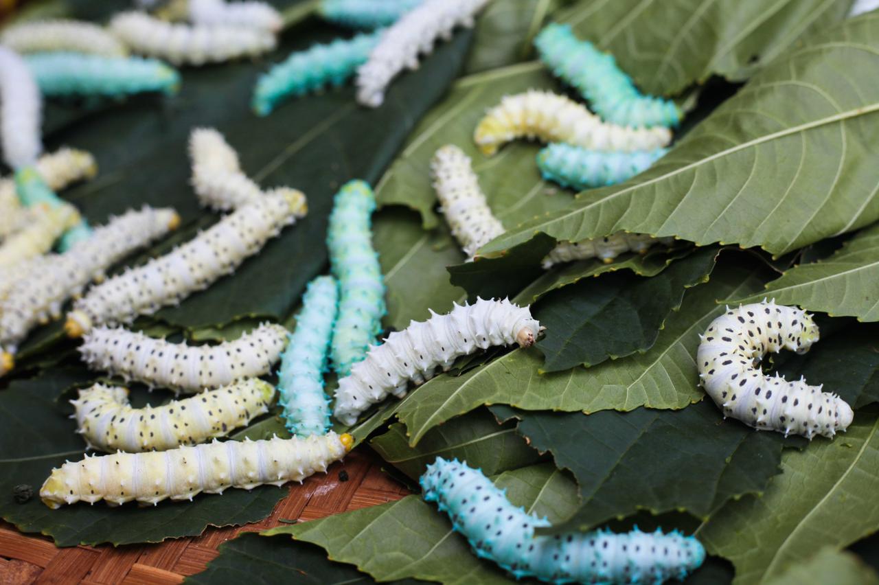 benihbaik_2021-06-13_d864609d6279b3ecd2c0caf43fd86db7e060e7f3_jpeg