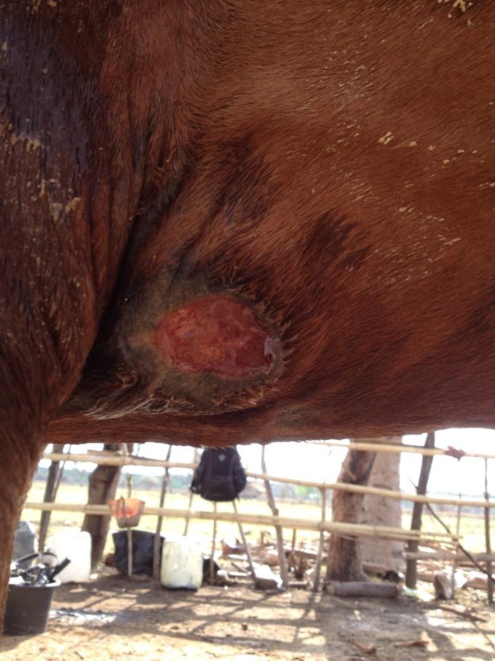 benihbaik_2021-06-14_3cc0831a1808d240078e05a82ce7358ebcb2e3de_jpeg