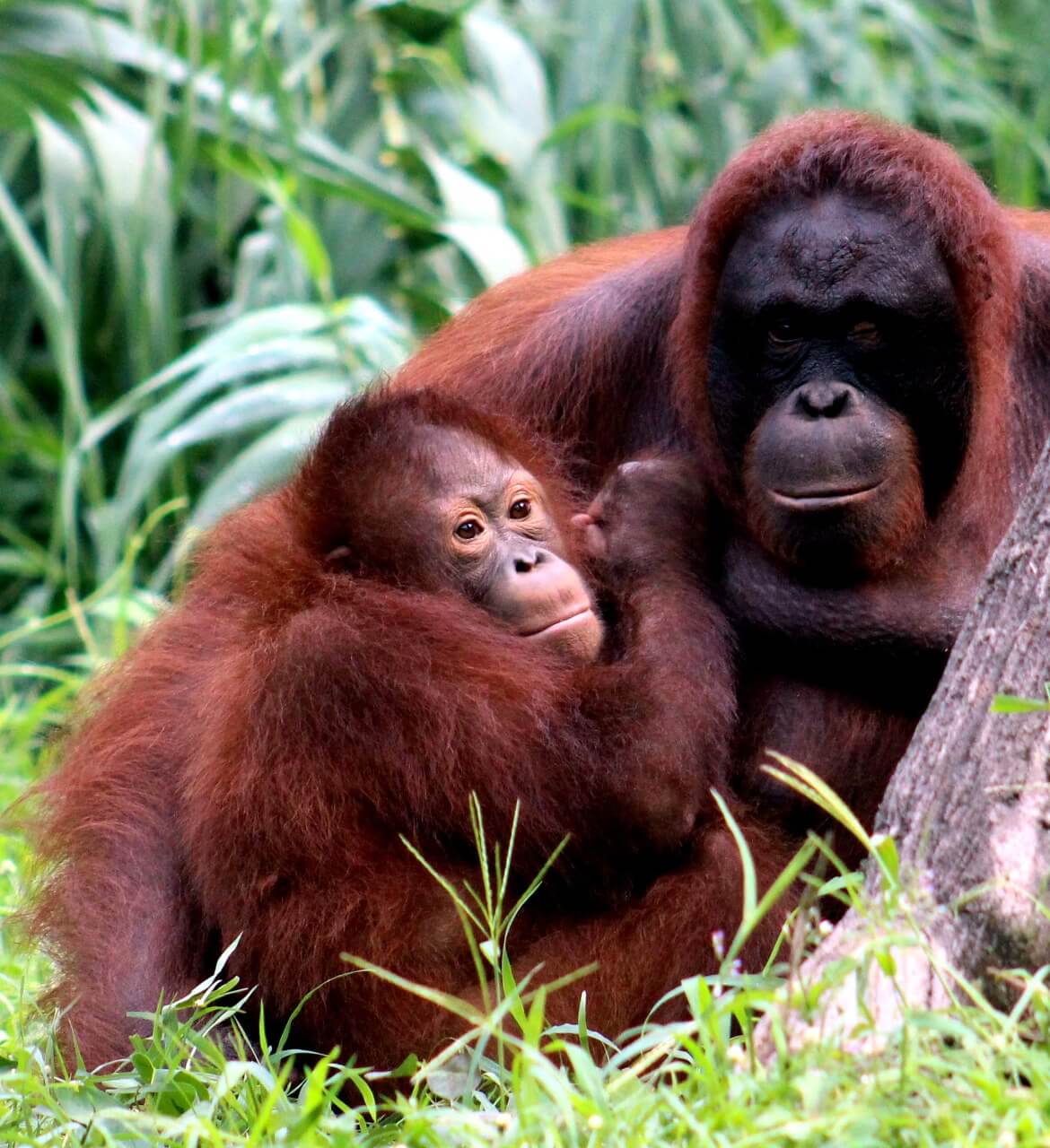 benihbaik_2021-09-02_13f703f2edf4604114b4f7f519d4593d6c364223_jpeg