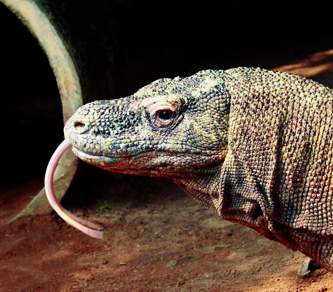 benihbaik_2021-09-02_8ea3e3fc532d6dbb3713ab3502fd1f6a14f8b42d_jpeg