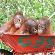 benihbaik_2021-09-20_73e90af4c3cef1bdd4b100d6f05f6a3c0195da20_jpeg