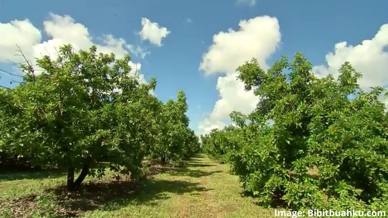 benihbaik_2021-09-24_bf1361d8c9aea2e3a92531c9e508aaa116566d4a_jpeg