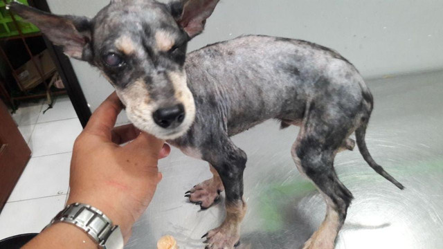 benihbaik_2021-09-30_ffe2f5f865d4b87b26cfaafc383e265f0f0804e3_jpeg