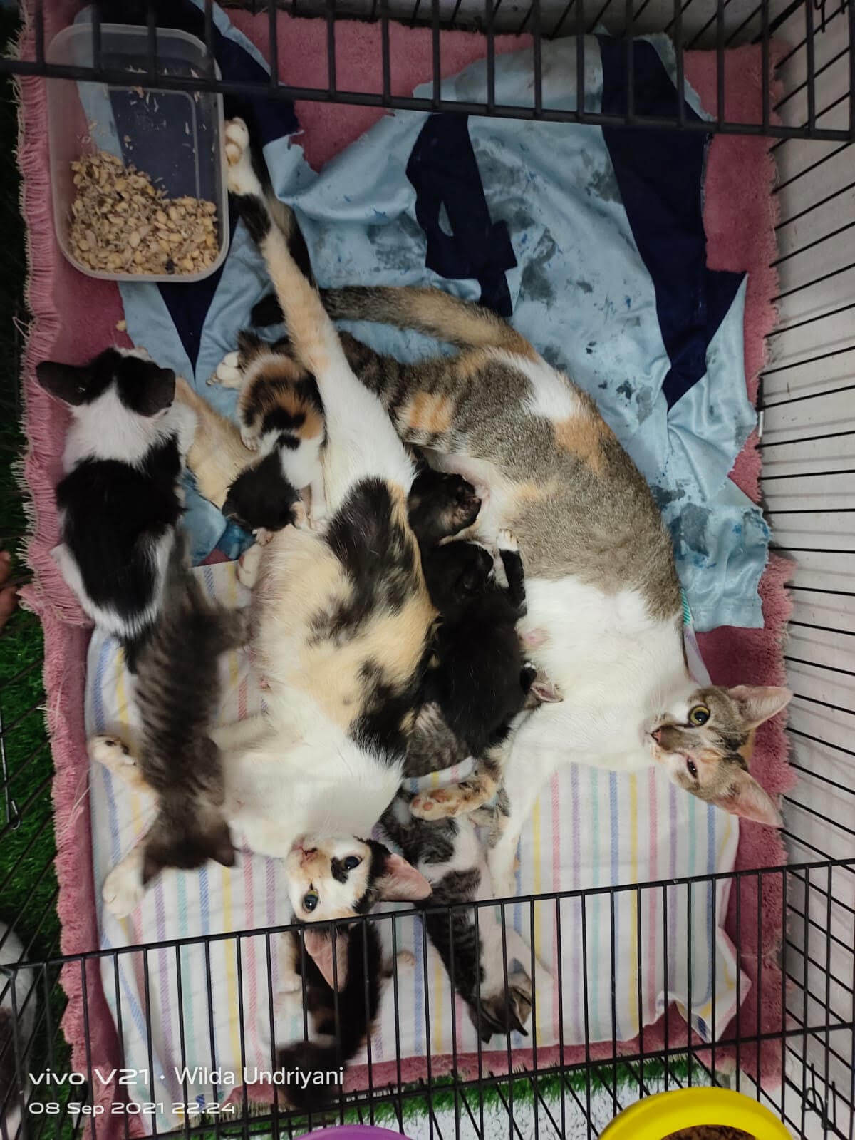 benihbaik_2021-10-19_0f678653eb23ba16d6be23ec7a0b676eeefafad2_jpeg