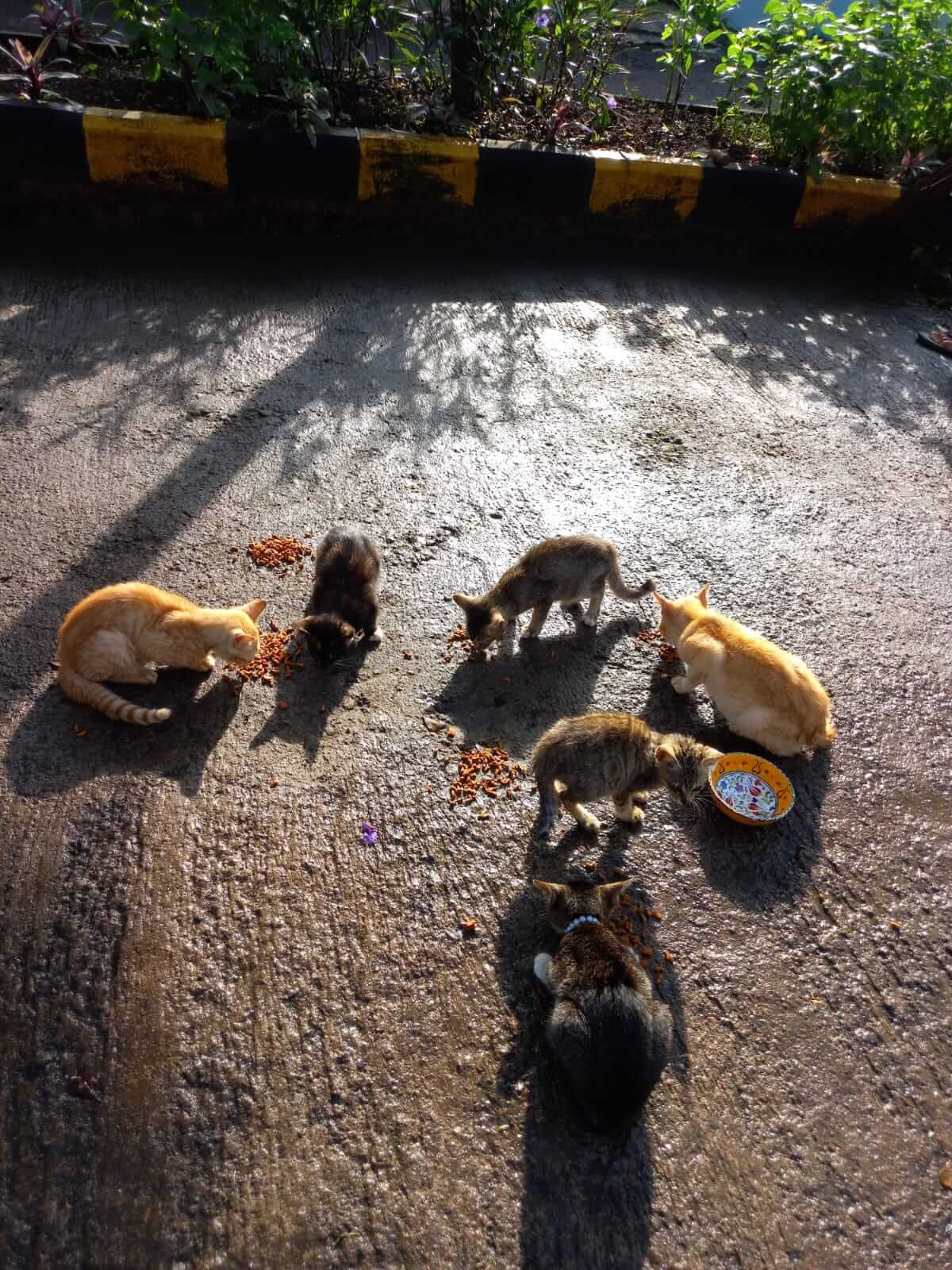 benihbaik_2022-01-07_7e18aeb868d6f6acddb9e8a0e4a70685c4a80741_jpeg