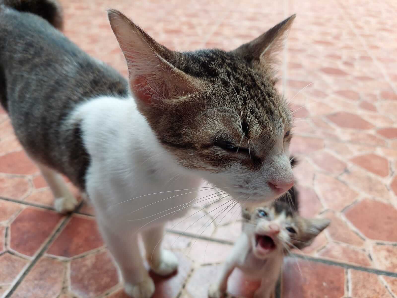 benihbaik_2022-01-07_87450c9d0ce6b83993d43500d6667bb04ebac0e9_jpeg