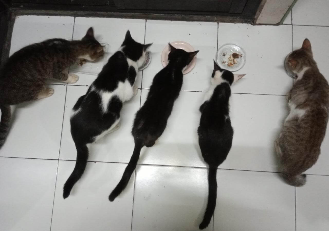 benihbaik_2022-01-07_a6af25a9f1b30c93802d557a064263fbef02a574_jpeg