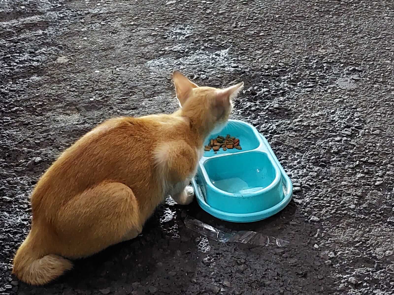 benihbaik_2022-01-07_ecec1667ae3cf2a182d110d4b4ffb457004d4e58_jpeg