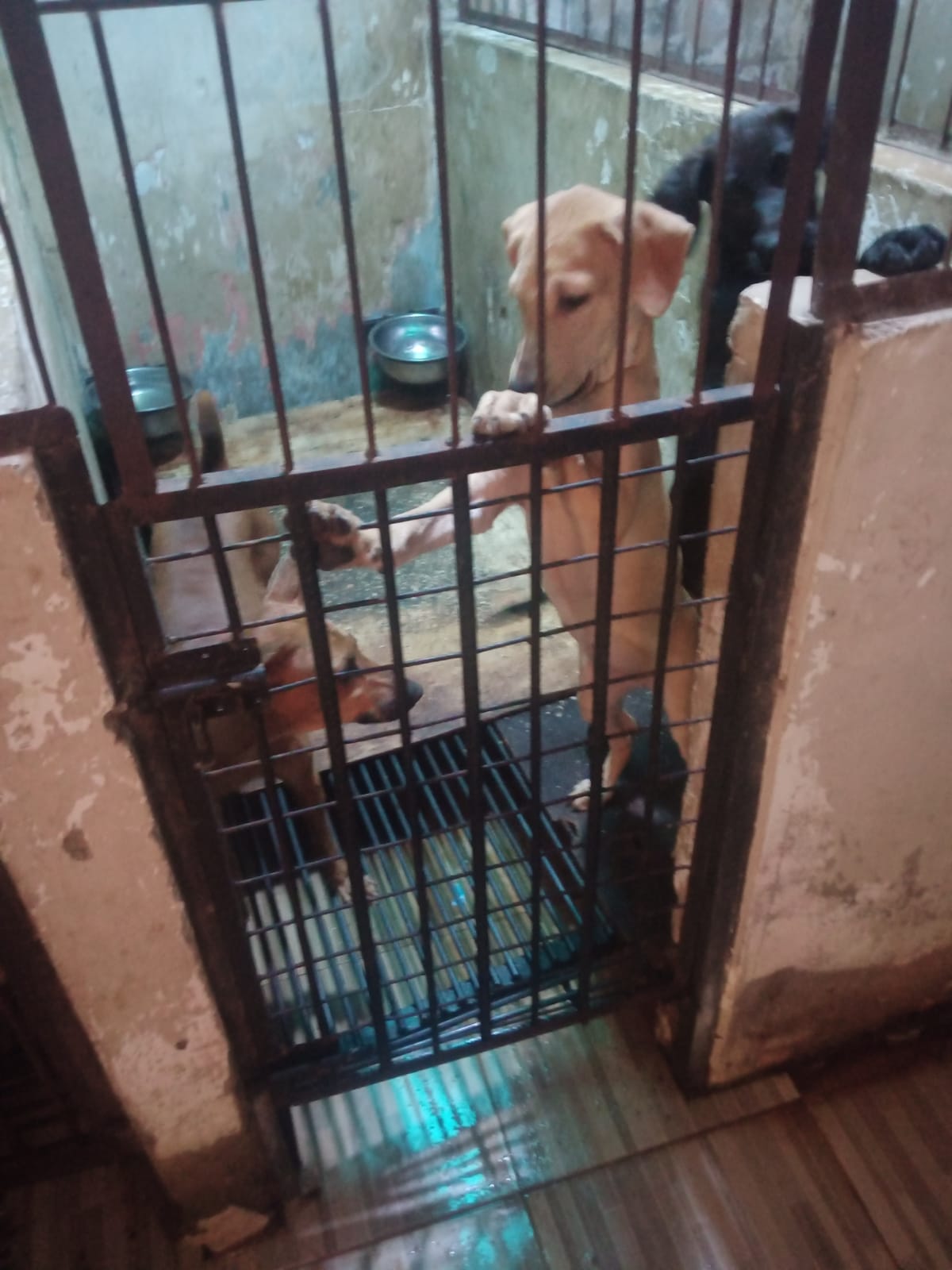 benihbaik_2022-01-11_986a21df96d5023a27938f6bbbf31a3bca3a107e_jpeg