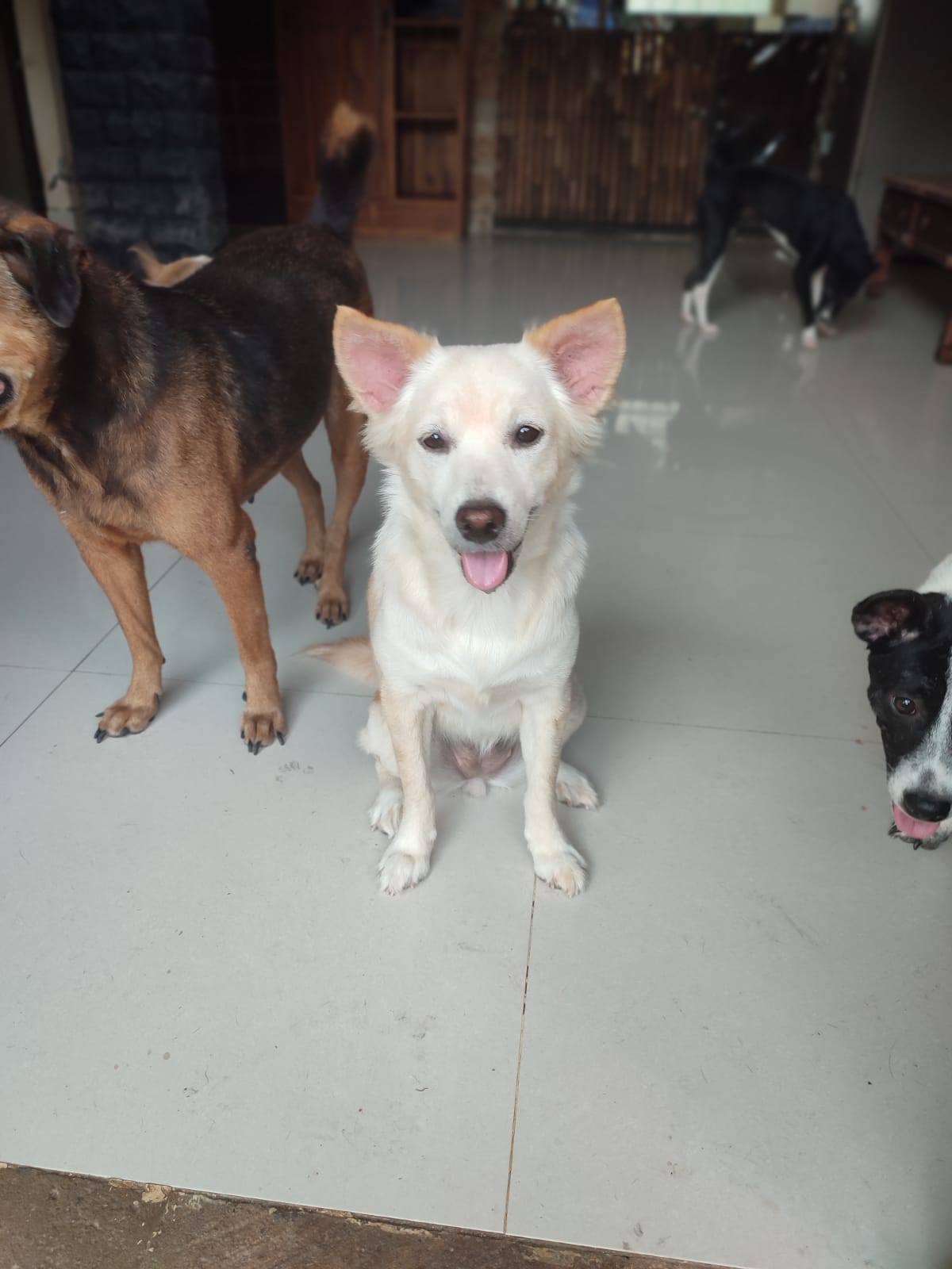 benihbaik_2022-01-18_08790d1a9143c8102db4f8d41c1c686b09ba2294_jpeg