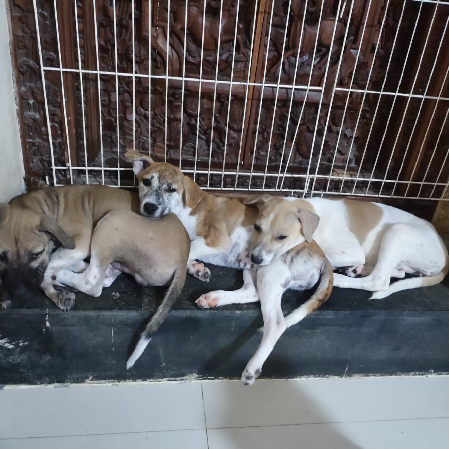 benihbaik_2022-01-18_6d0d3c4586802470397cd7f834f72fa3d89b37ef_jpeg