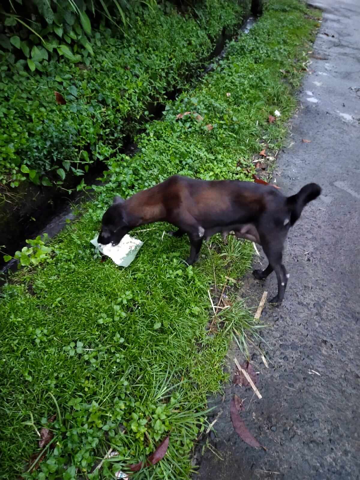 benihbaik_2022-01-27_0ccf923dabd07ecbc7d7a5168170b1ade6cbdd8b_jpeg