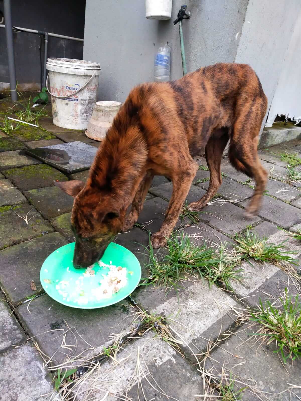 benihbaik_2022-01-27_2a078ea050e2bb6621e36c0b4a0abf3f8fd41717_jpeg