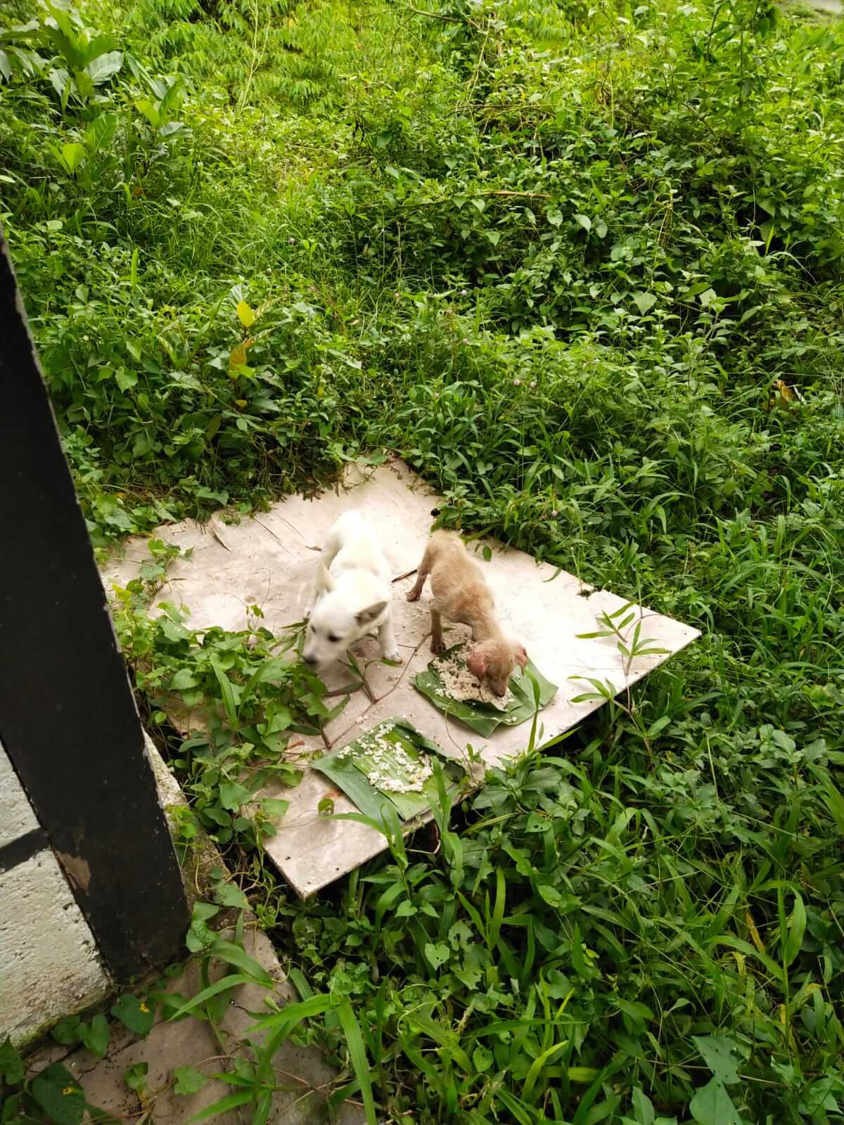 benihbaik_2022-01-27_3e23fdd655964b41abc567924e319da06918449d_jpeg