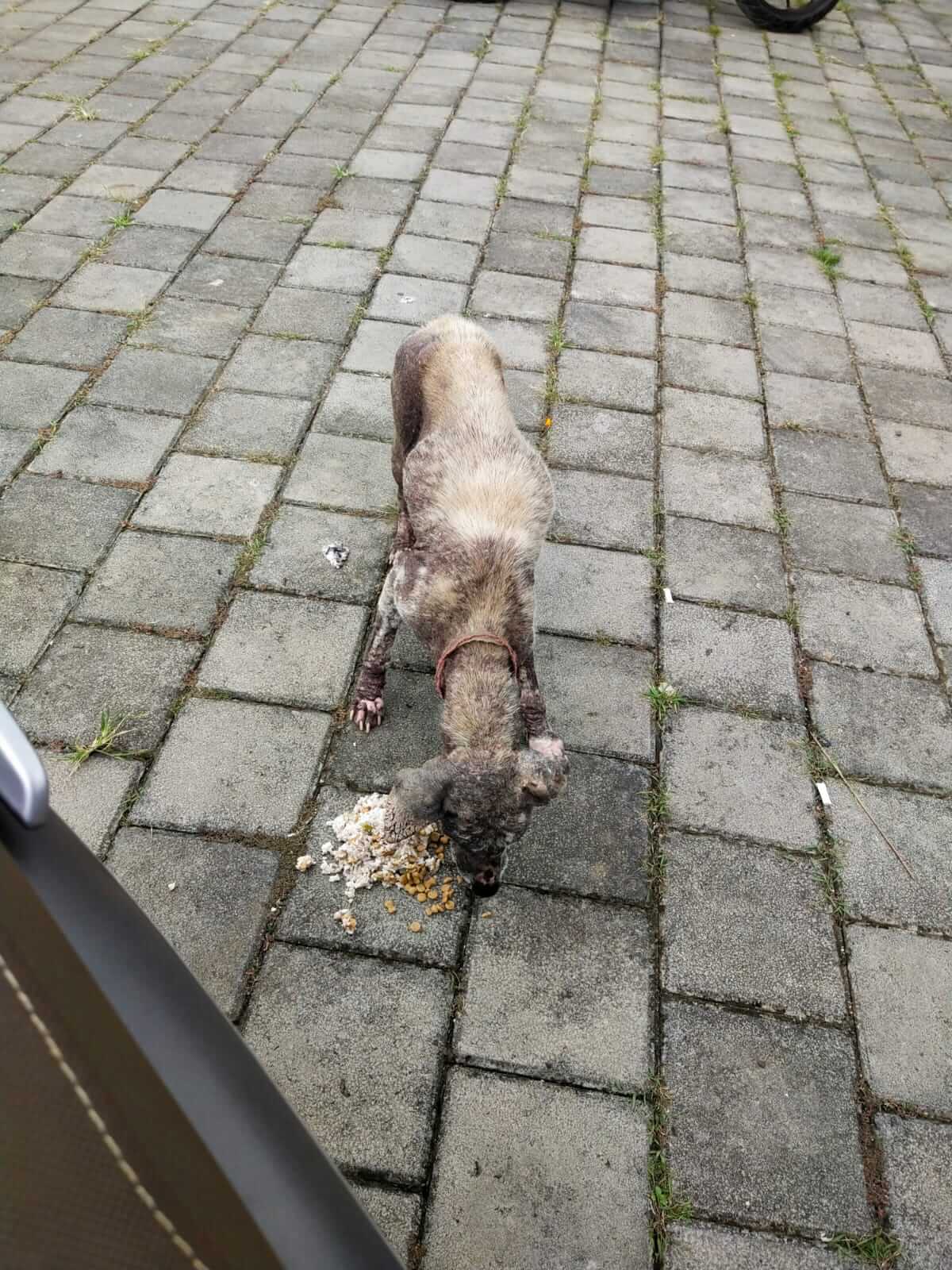 benihbaik_2022-01-27_f82d6f5732fbf24653822c5eb1eef5cf8565c2a0_jpeg