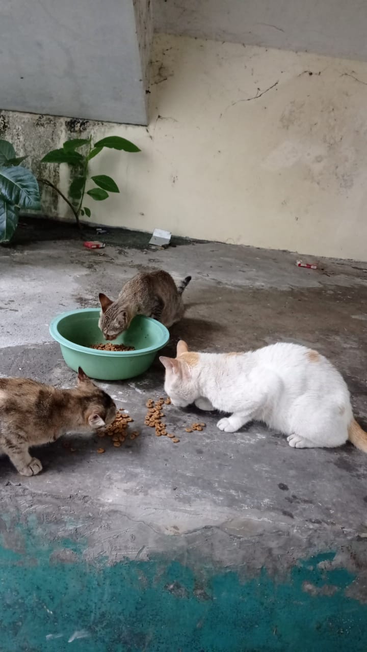 benihbaik_2022-03-04_6f6b46574342ddb0e8e37577e9e50b3c0aa485e1_jpeg