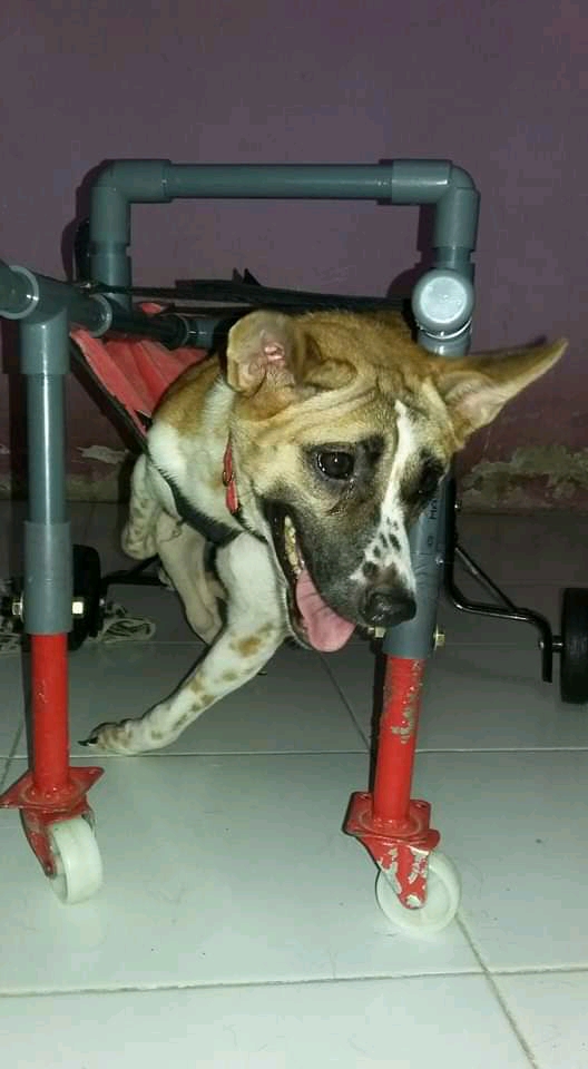 benihbaik_2022-03-22_8c1ef309f4727ed5526341f69336c4cde63fa21d_jpeg