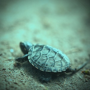 benihbaik_2022-05-25_4bdd2c4e321f2b932357275782f62a50cae2df2b_jpeg