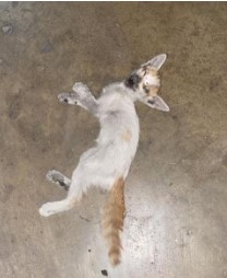 benihbaik_2022-05-25_4c39b6e3d757cbf9e100e9d803183afbd212ca20_jpeg