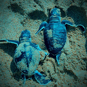 benihbaik_2022-05-25_4ed4a722c271918d95655f66250b44f0b915d6e8_jpeg