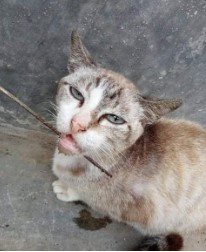 benihbaik_2022-05-25_b015688281e02e45246d95a26130ce16270467aa_jpeg