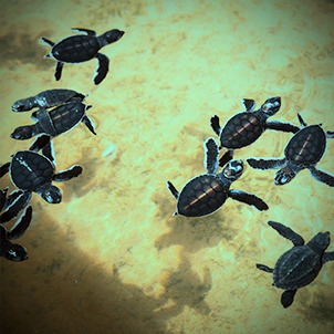 benihbaik_2022-05-25_d66356df694354fab4743d8bd2ef03b0a87d5498_jpeg