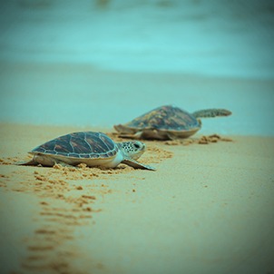 benihbaik_2022-05-25_e4bf79b1b83f0bd276d154398b5588f9d4254e0c_jpeg