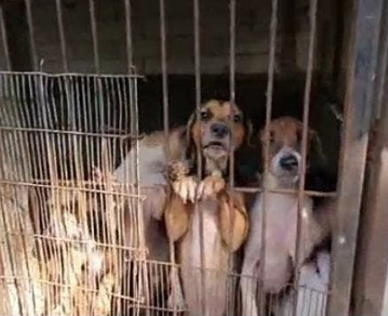 benihbaik_2022-05-31_fab78345844fd0f5b8da86254798b3a45a7f1421_jpeg