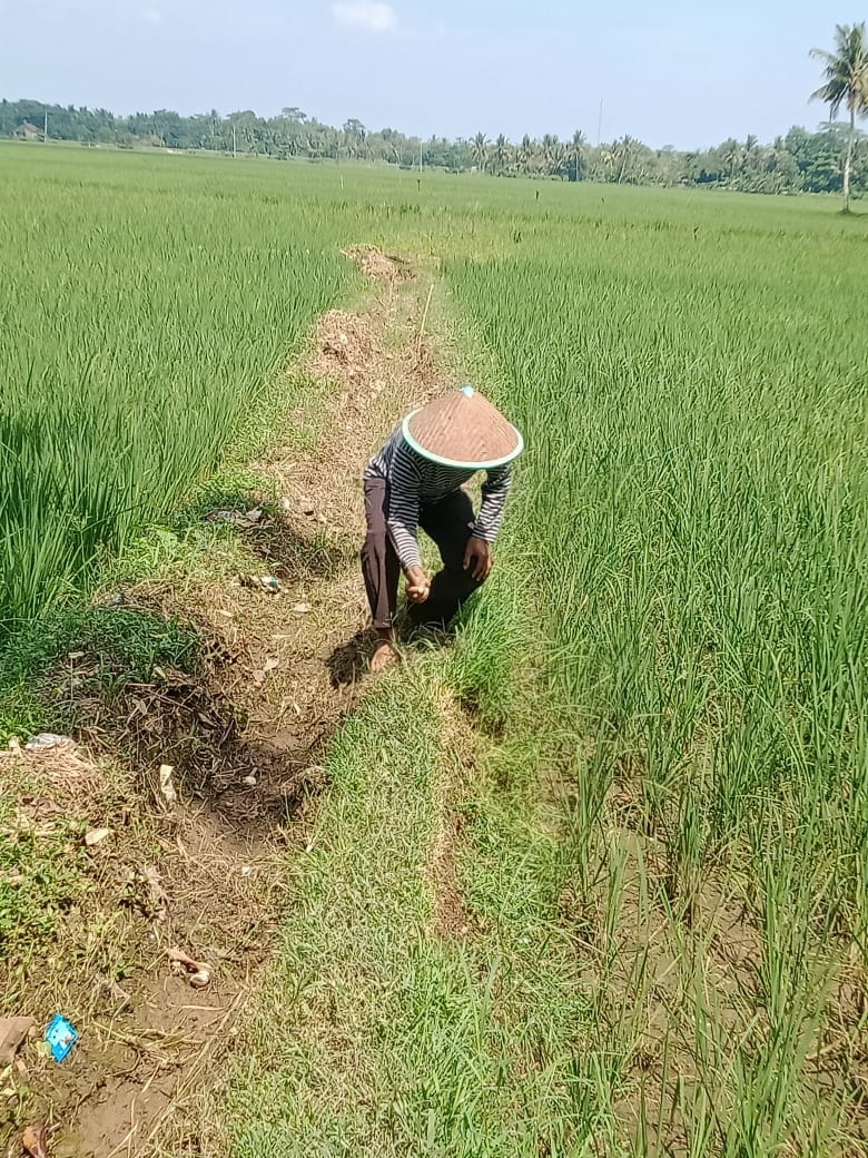 benihbaik_2022-06-08_79678b4528a8cdf282ee7969abf3f58a90ae4b5f_jpeg