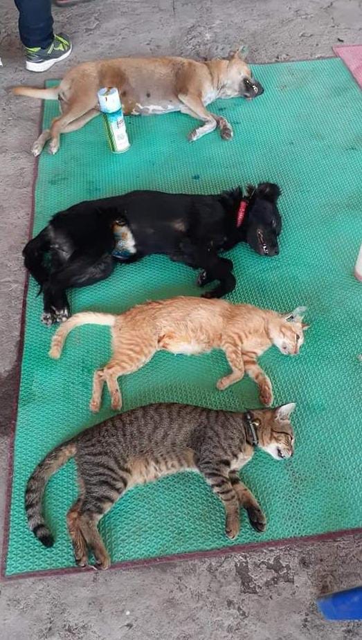 benihbaik_2022-06-09_3e3cebc04a146163e149e34f8948f899fba2b98c_jpeg