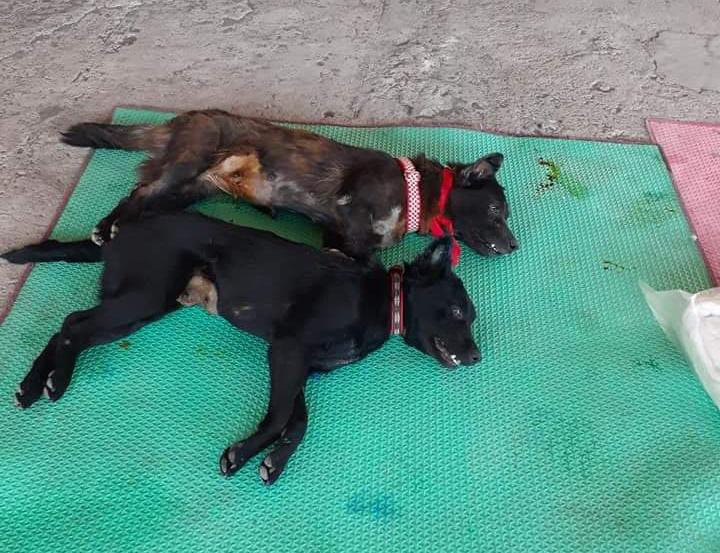 benihbaik_2022-06-09_48e3bed74deed0008a1bd8ffe0ff7fc1966c4a23_jpeg